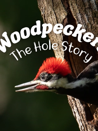 啄木鸟:生态英雄